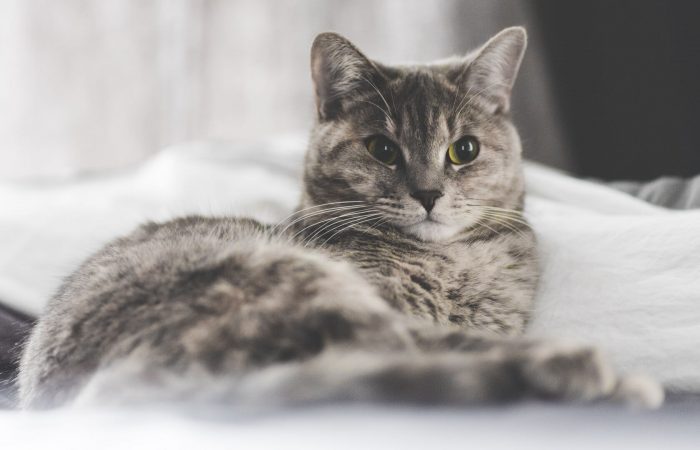 A Guide to Choosing the Right Toys for Dogs and Cats at Every Age