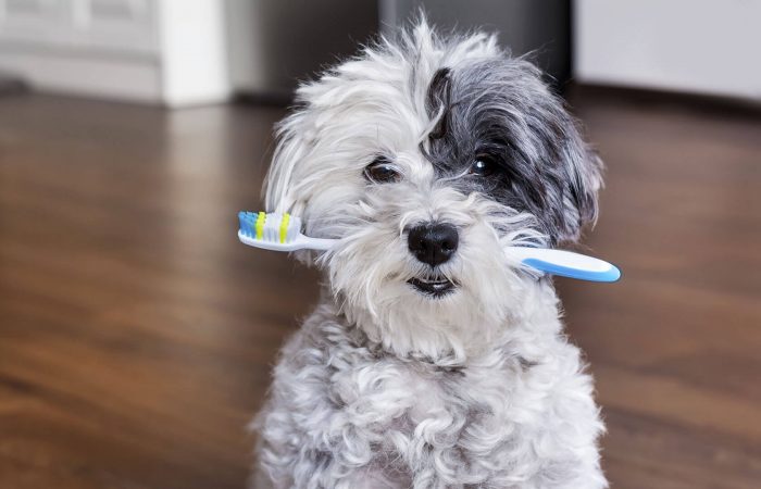 Pet Accessories Trends 2026 – Stylish, Convenient, and Safe