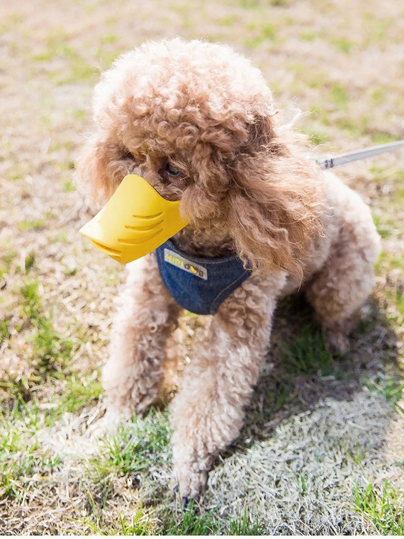 44a6fd05-a563-4c12-94a9-f7a73cee27c7-Max-Origin